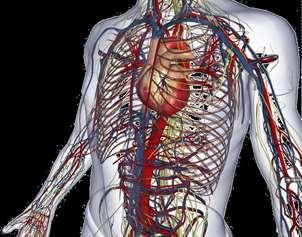 il Cuore Il cuore è costituito da un muscolo, il miocardio,