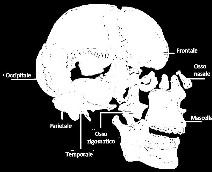 Testa SUDDIVISA IN DUE DISTINTE PORZIONI: CRANIO FACCIA SOSTEGNO