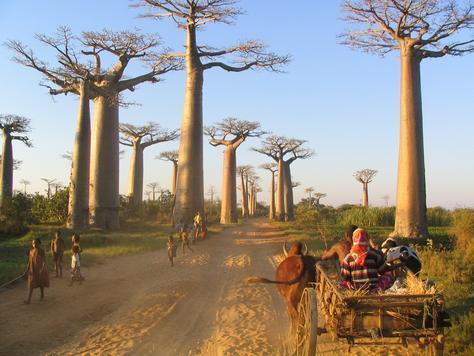 Il Madagascar è un paese situato nella parte occidentale dell'oceano indiano separato dell'africa dal canale del Mozambico largo di 415 km. La sua capitale è Antananarivo.