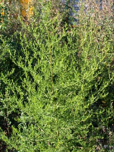 artemisinina Artemisia annua