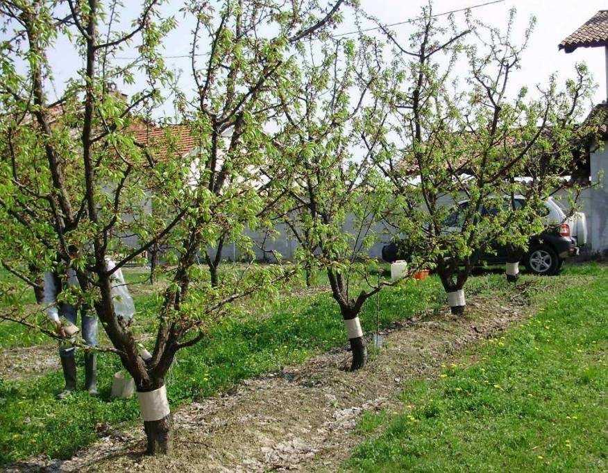 allevamento a palmetta e a vaso Irrigazione a