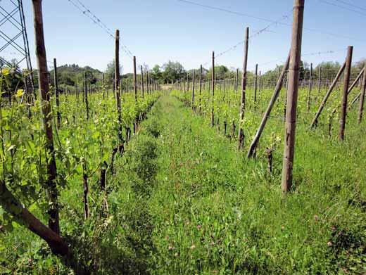 3 Nei due filari contigui (foto 3 senza vermicompost; foto 4 trattato con vermicompost) è possibile osservare l uniformità del tappeto erboso laddove nell autunno precedente è stato distribuito il