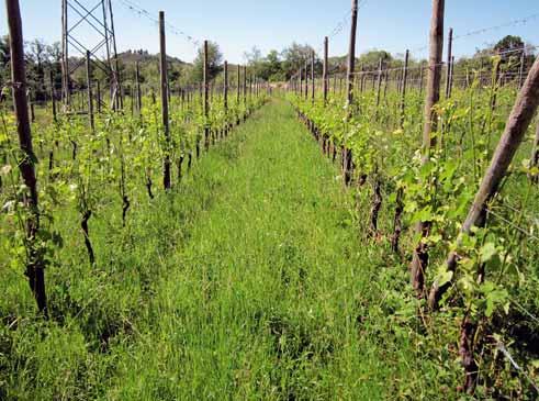 Sono stati presi in considerazione due vigneti in Piemonte a ph acido e un vigneto in Toscana.