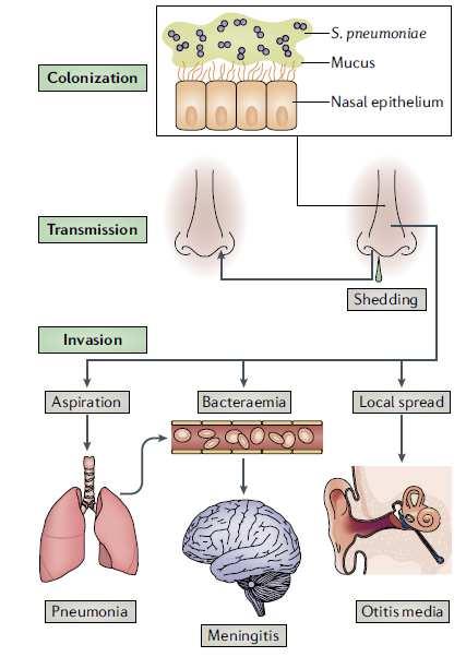 The life cycle of Streptococcus pneumoniae