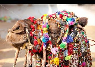 cammelli di Pushkar; Visite di villaggi rurali; Pernottamento nel deserto in tenda lusso stile indiano; Passeggiata sui cammelli e sugli elefanti; Trattamento di pensione completa; La quota
