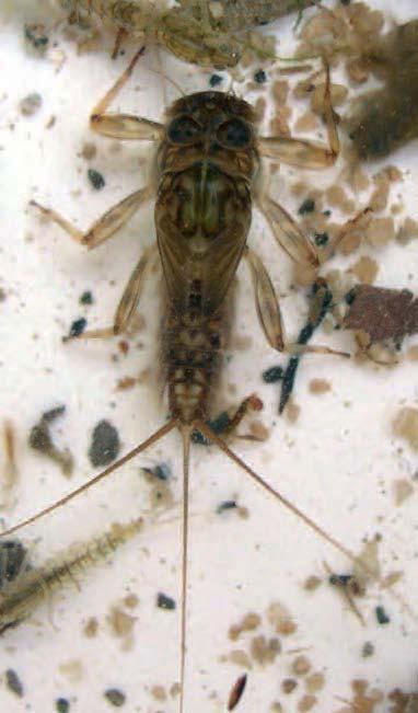 In questa maniera i macroinvertebrati vengono rimossi dal fondo e convogliati dalla stessa corrente dell acqua nel sacco del retino (Figura 8).