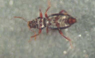Fam. Hydraenidae (AN3 AN4 SIM2) Ordine Famiglia Artropodi (Arthropoda) Insetti (Insecta) Coleotteri Hydraenidae Coleotteri di piccole dimensioni, del gruppo dei marciatori.