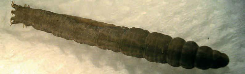 Fam. Tipulidae (AN1 AN3 AN4 SIM1) Ordine Famiglia Artropodi (Arthropoda) Insetti (Insecta) Ditteri Tipulidae Larve di grandi dimensioni con capo infossato nel torace, prive di appendici locomotorie.