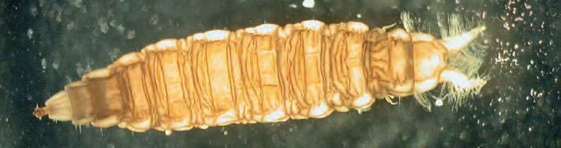 Larva di Tipulide - FOTO DI. V. IANNILLI Fam.