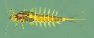Efemerotteri Ordine Artropodi (Arthropoda) Insetti (Insecta) Efemerotteri Morfologia Il nome di questo ordine di insetti deriva dalla brevità della loro vita adulta, da poche ore ad alcune settimane,