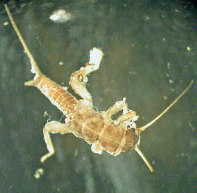 Plecotteri Ordine Artropodi (Arthropoda) Insetti (Insecta) Plecotteri Morfologia I Plecotteri costituiscono un ordine di insetti con più di 2000 specie a metamorfosi incompleta.
