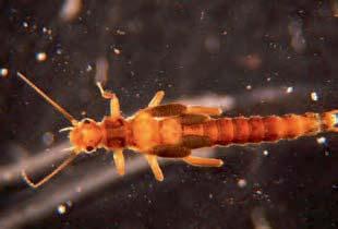 Il genere Isoperla è il più diffuso in Italia, presente in una grande varietà di ambienti, da quelli sorgivi fino ai fiumi di pianura. Perlodidae - FOTO DI S. CIADAMIDARO E V. DELLA BELLA Fam.