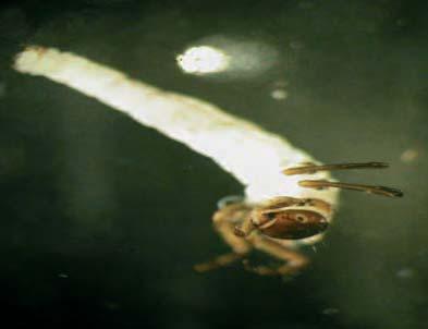 Ventagli di setole sono presenti sui pigopodi. Larva di Hydropsichidae - FOTO DI V. IANNILLI Fam.