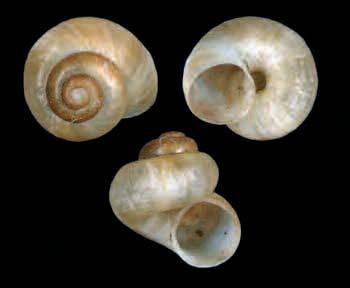 GASTEROPODI Molluschi (Mollusca) Gasteropodi (Gasteropoda) Morfologia La classe dei Gasteropodi assume questo nome in quanto include animali che strisciano sul ventre.