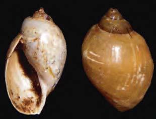 Polmonati (AN4) Sottoclasse Molluschi (Mollusca) Gasteropodi (Gasteropoda) Polmonati Possono avere conchiglia ovale o cilindrica, a spirale o patelliforme, ma sempre senza opercolo.