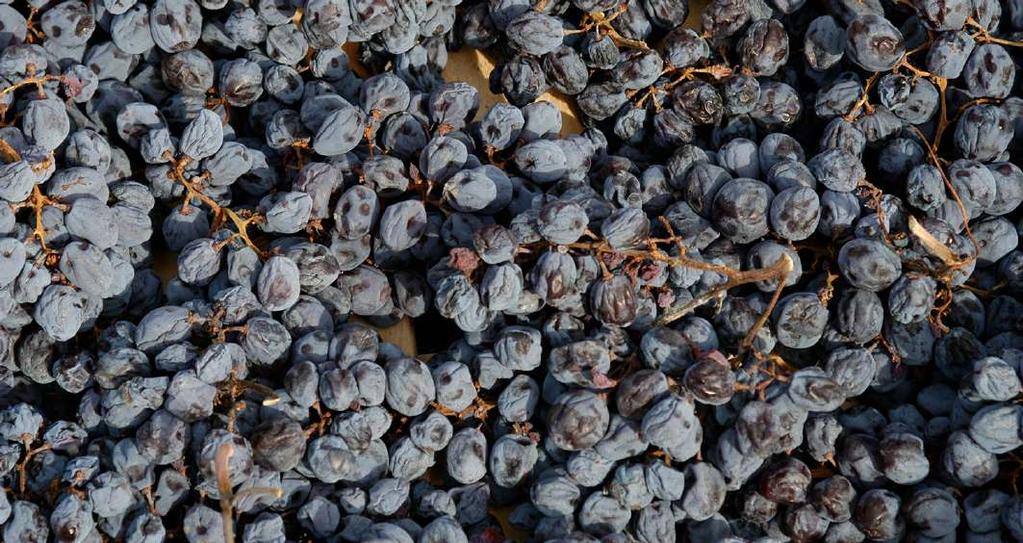L AMARONE Il disciplinare di produzione prevede che l uvaggio sia composto da uve Corvina (dal 45 al 95%).