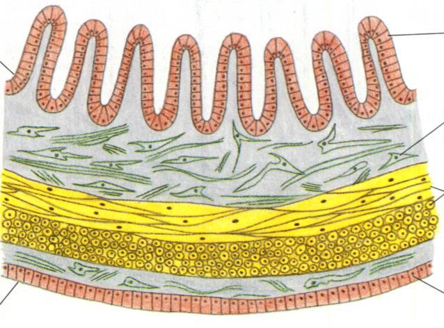 MEMBRANE: epitelio+connettivo foglietto epiteliale lume intestinale epitelio mucosa