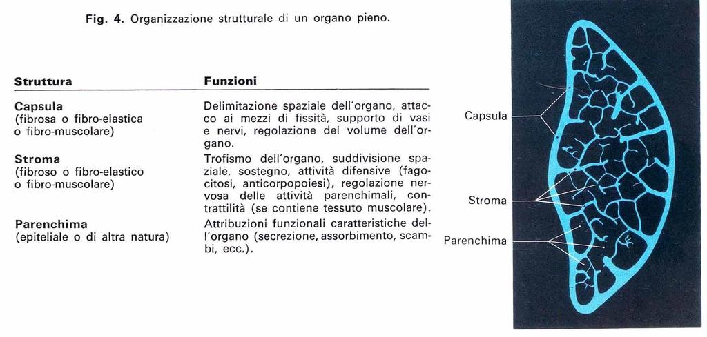 organo pieno: 1) 2) 3) * *ILO: ispessimento della capsula, punto