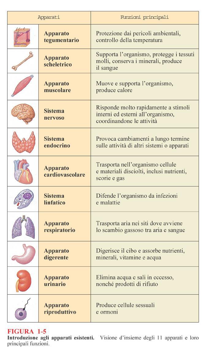 Anatomia Sistematica il sistema è un insieme