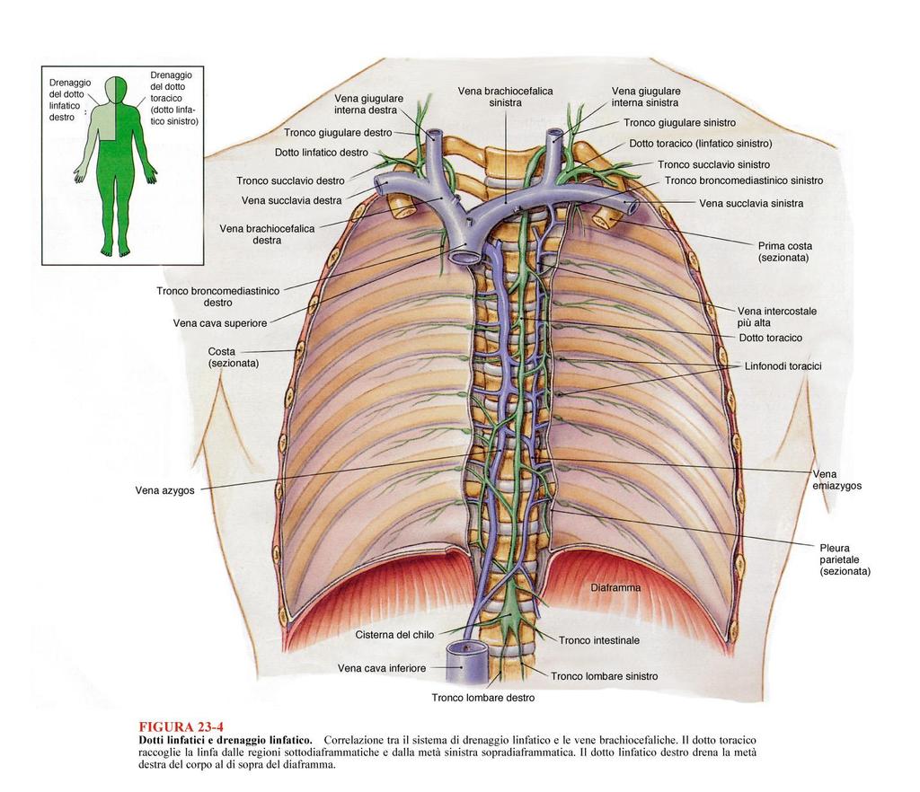 Dotto linfatico destro: breve, ->confluenza delle vene giugulare int e succlavia (dx)