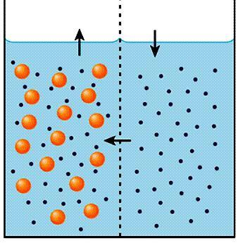OSMOSI L osmosi è il flusso di acqua che si crea attraverso una membrana semipermeabile a causa di una differenza di concentrazione di soluto ai lati della membrana.