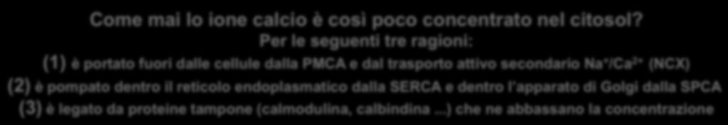 apparato di Golgi dalla SPCA (3) è legato da proteine tampone