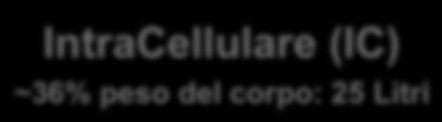 dello spazio interstiziale: punto di accesso diretto per quasi tutte le cellule del corpo (tranne quelle del sangue) distribuzione dell acqua nell organismo I sistemi di controllo dell organismo