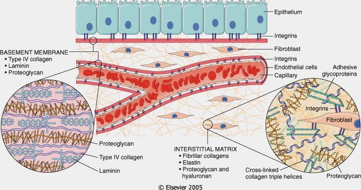 Tessuto connettivo I maggiori componenti della Matrice extracellulare sono i COLLAGENI, i PROTEOGLICANI, le GLICOPROTEINE ADESIVE, l