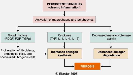 Patogenesi della fibrosi Downloaded from: