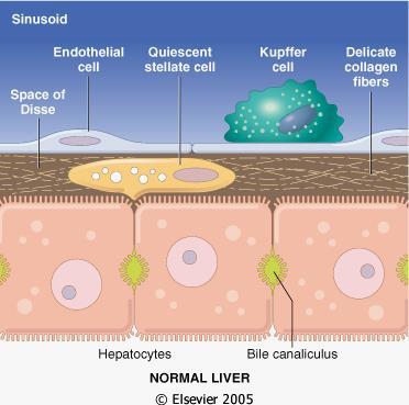 attivazione delle cellule stellate e fibrosi epatica Attivazione cellule di Kupffer secrezione di citochine