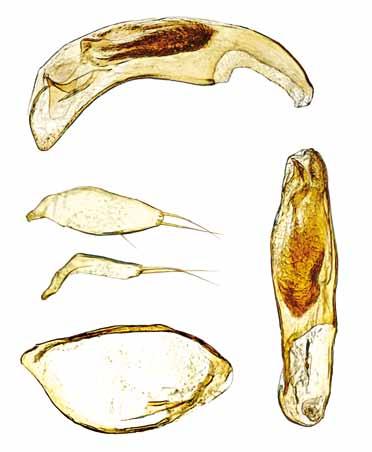 2 0.1 mm 3 4 5 Figg. 2-5 Typhloreicheia magrinii n. sp. (olotipo): edeago in visione laterale (2); edeago in visione ventrale (3); parameri (4); urite IX (5).