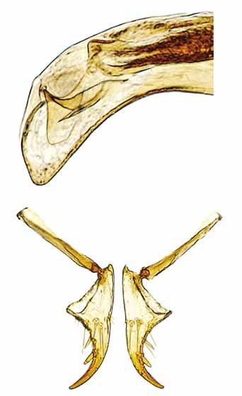 6 7 0.1 mm Figg. 6-7 Typhloreicheia magrinii n. sp.: apice dell edeago con lamella copulatrice (6) (olotipo); stili femminili (paratipo) (7) (CM).