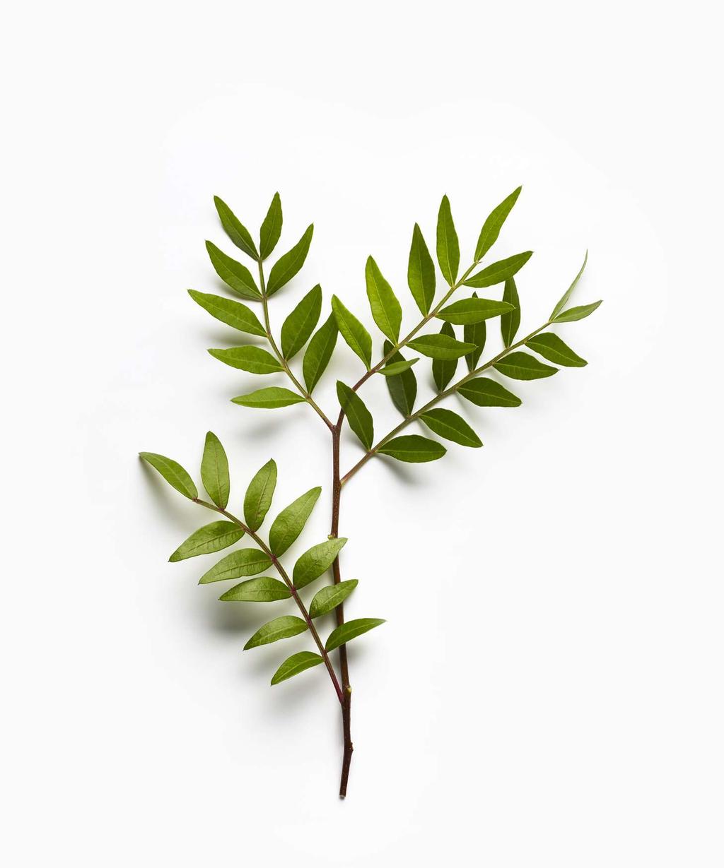 foglie d acacia & essenza di aloe