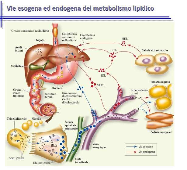 Iperlipidemie Ipertrigliceridemie