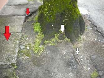 Ad una prima analisi di insieme della pianta, la stessa si presenta con impalcatura alta e tronco diritto.