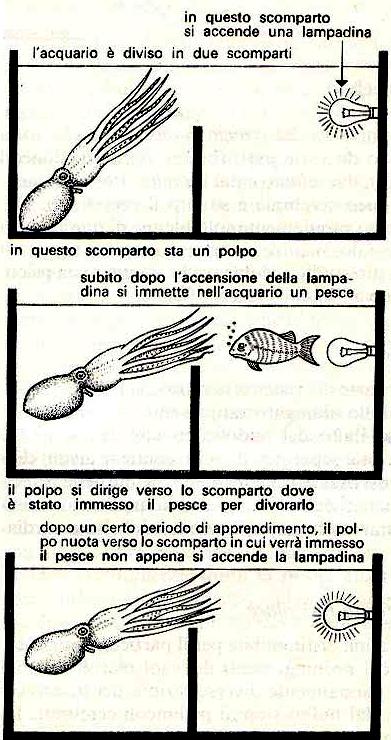 Riflessi condizionati: non sono predisposti, ma vengono mediati dall esperienza.