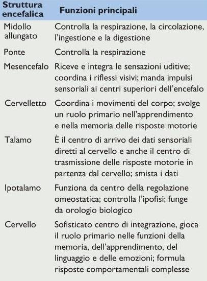 ) Il cervello, posto superiormente, è l organo più evoluto e controlla le funzioni più raffinate Talamo