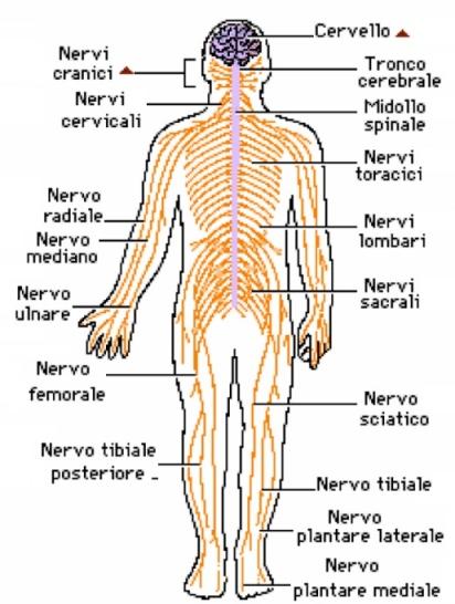 Il sistema nervoso integra e controlla tutte le attività dell organismo.