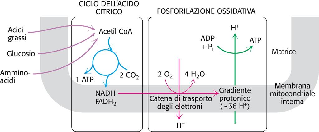 Ciclo dell acido citrico Il ciclo dell acido citrico è la prima fase della respirazione cellulare.