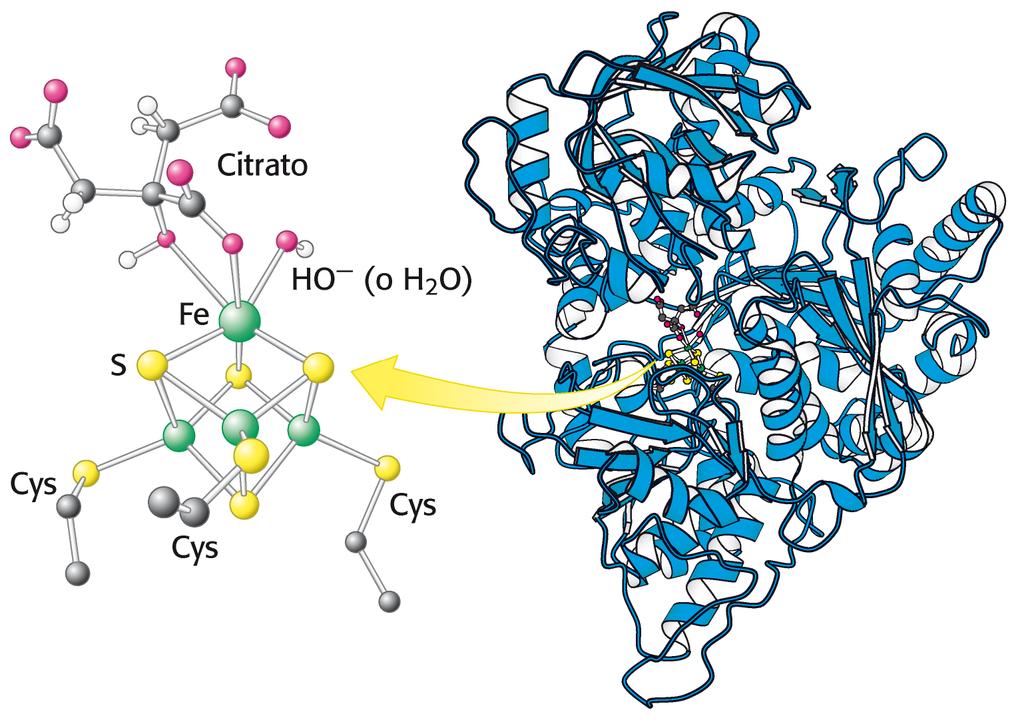 Il ciclo dell acido citrico: 2 - aconitasi L aconitasi è una proteina ferro-zolfo. Il centro Fe-S è importante sia nel legame col substrato sia nel processo catalitico.