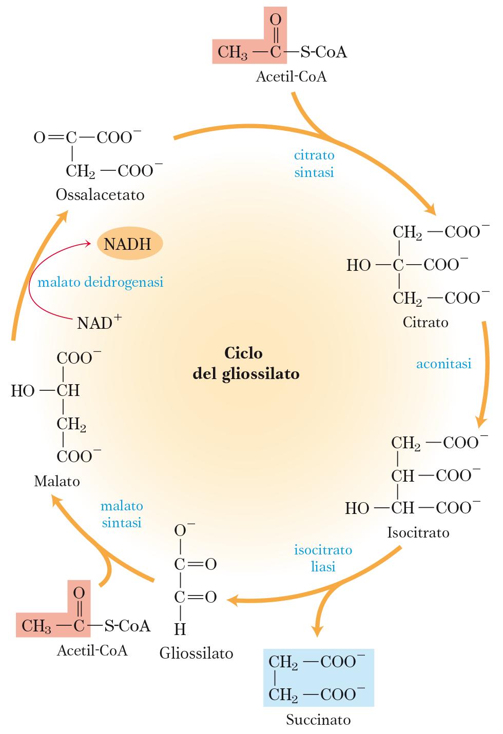 Il ciclo del gliossilato Nel ciclo del gliossilato non sono presenti le tappe di decarbossilazione tipiche del ciclo di Krebs.