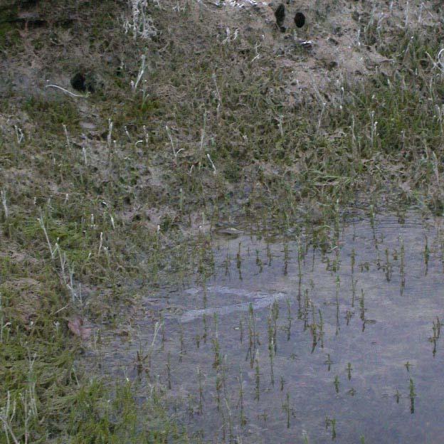 Aree di frega: Deposizione fitofila Molte specie producono uova adesive, (tinca o, come nel caso del persico reale,