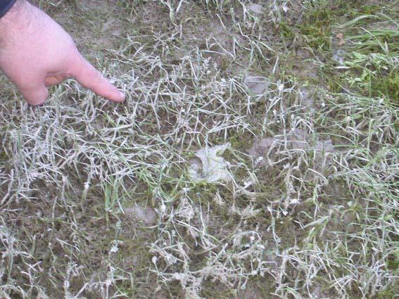 Il luccio depone le uova sulla vegetazione di fondo. Altre specie: pigo, triotto, tinca, scardola.