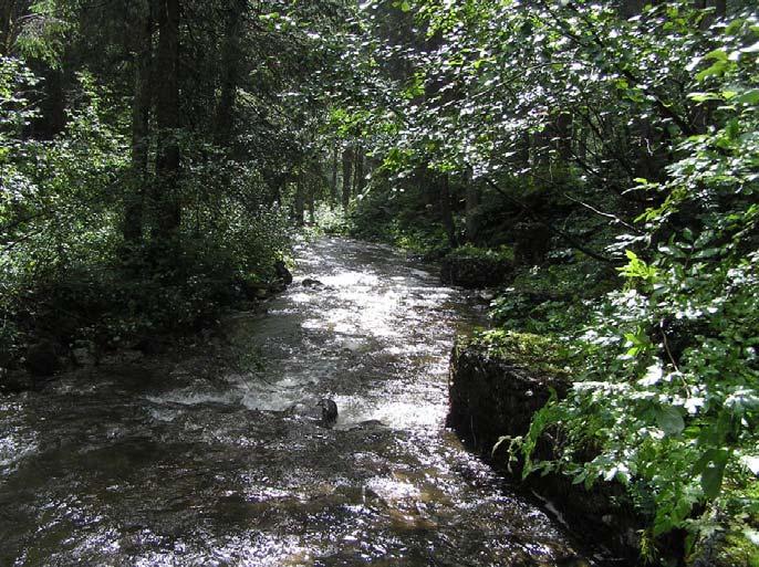 Ombreggiatura favorisce la stabilità della temperatura dell acqua e quindi un corretto mantenimento del tenore di ossigeno;