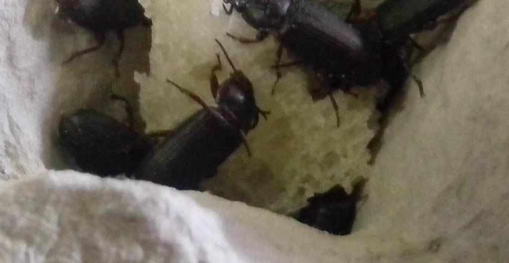 Ordine Coleoptera Famiglia