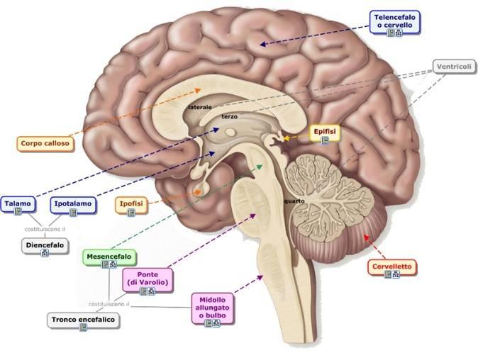 Ne fanno parte le meningi, l encefalo, il midollo spinale e il liquido cerebrospinale.