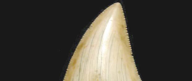 Pesci: denti e ossa