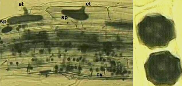 1. PROTOPLASTI NUDI PARASSITI Il protoplasto nudo vive all interno della cellula ospite