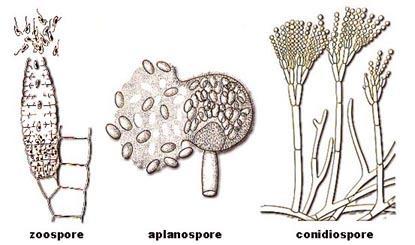 Larga diffusione tra i funghi ha soprattutto la riproduzione vegetativa mediante spore (SPOROCISTI).