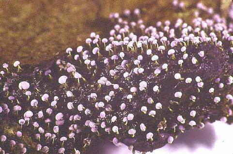 I Myxomycota sono caratterizzati da una generazione sporofitica costituita da plasmodi di varia grandezza e colore, plurinucleati e dalla differenziazione di gameti muniti di due flagelli di